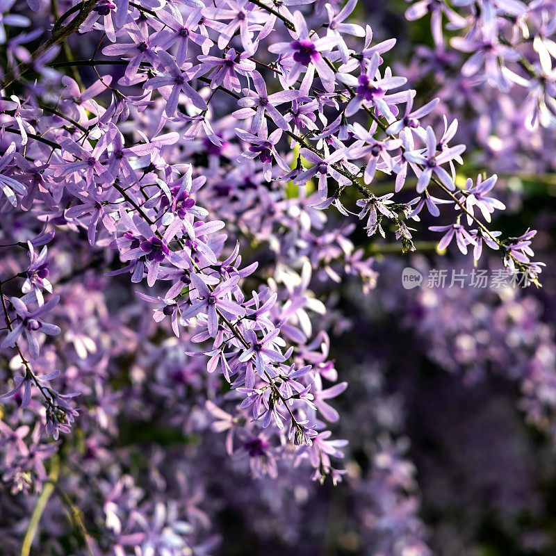 紫皇后花环(Petrea volubilis)开花藤蔓